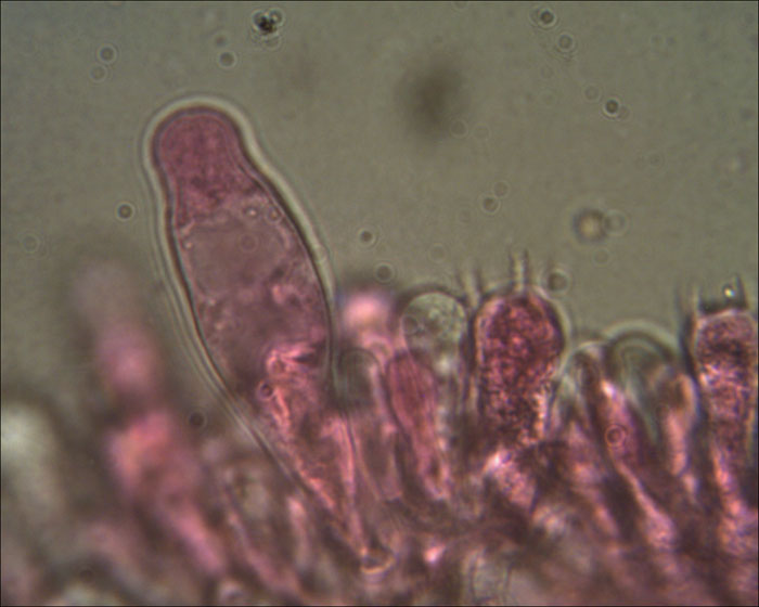 Psathyrella spadiceogrisea